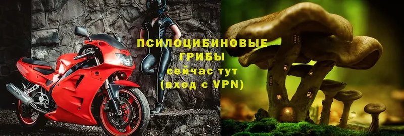 Галлюциногенные грибы MAGIC MUSHROOMS  где продают   Весьегонск 